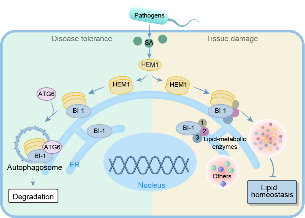 Cell Host & Microbe | Alleviating protein-condensation-associated damage at the endoplasmic reticulum enhances plant disease tolerance