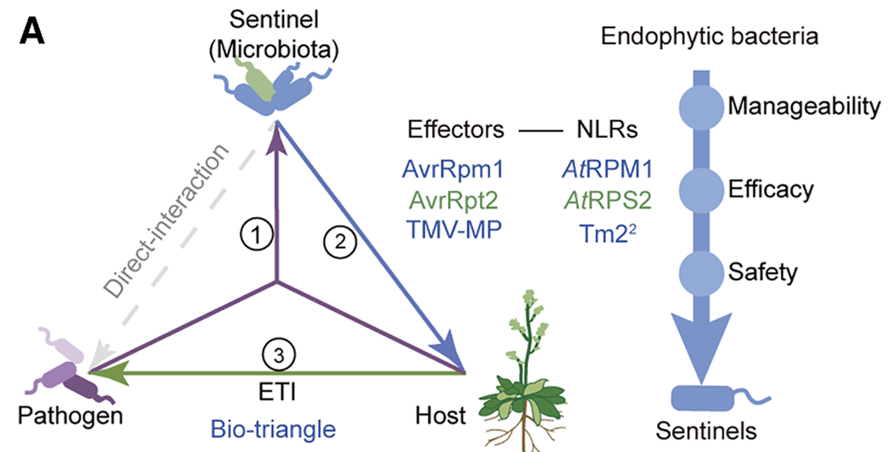 Cell Host & Microbe | Genetically engineered plant endophytes broaden effector-triggered immunity