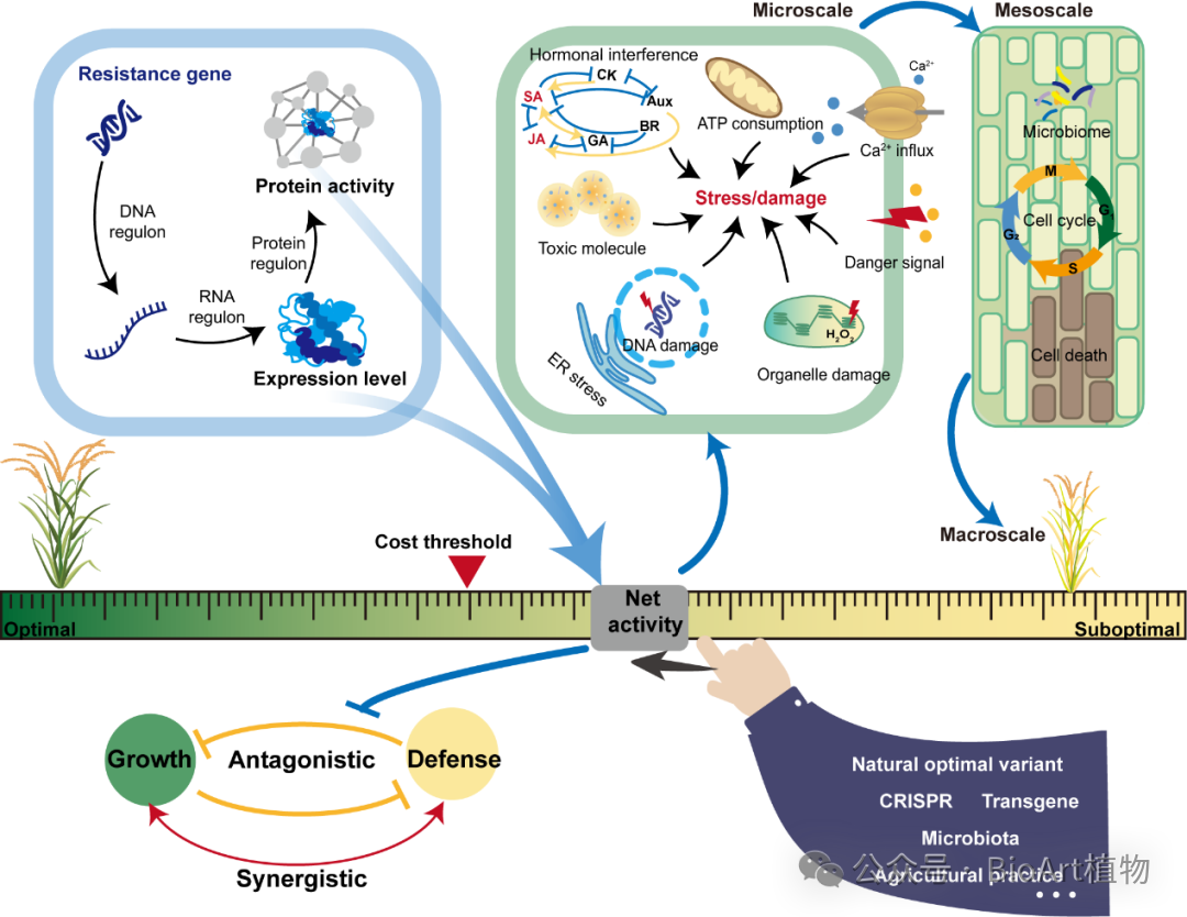 Cell Host & Microbe | Growth-defense trade-off in plants: From hypothesis to principle to paradigm