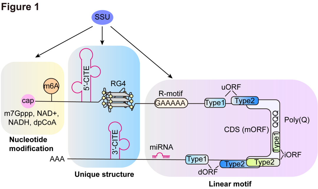 Journal of Genetics and Genomics | Translation machinery: the basis of translational control
