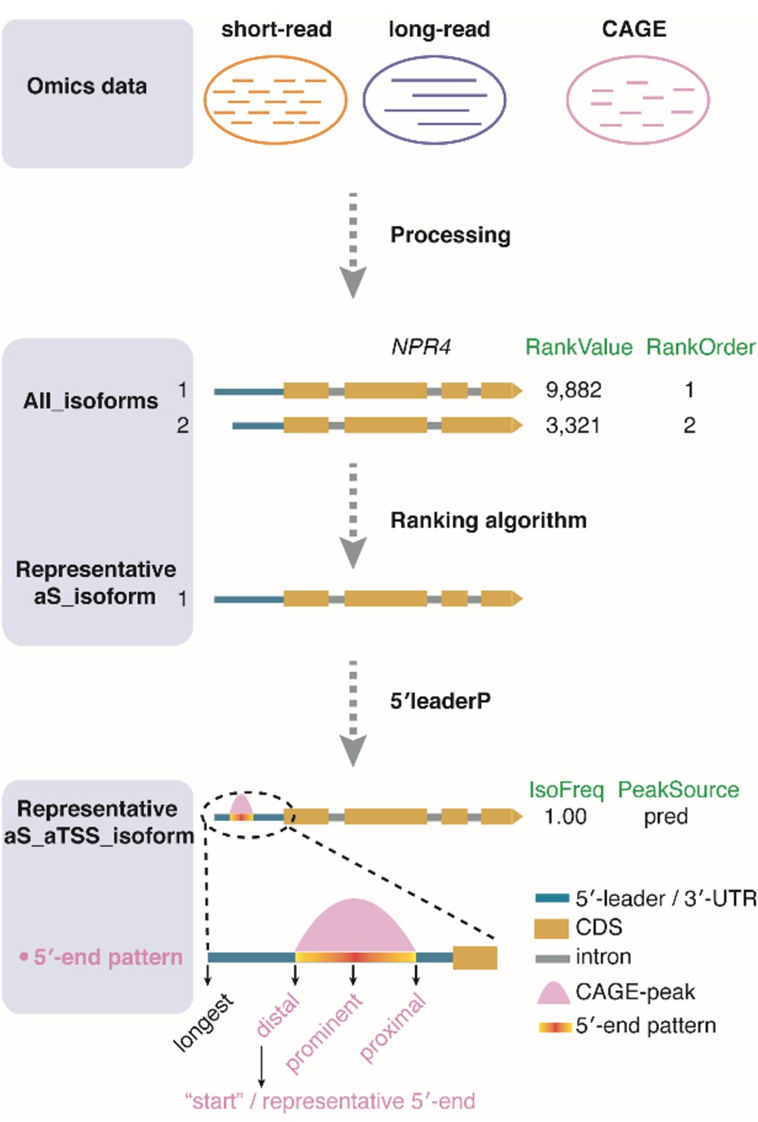 Journal of Genetics and Genomics | RNAirport: a deep neural network-based database characterizing representative gene models in plants