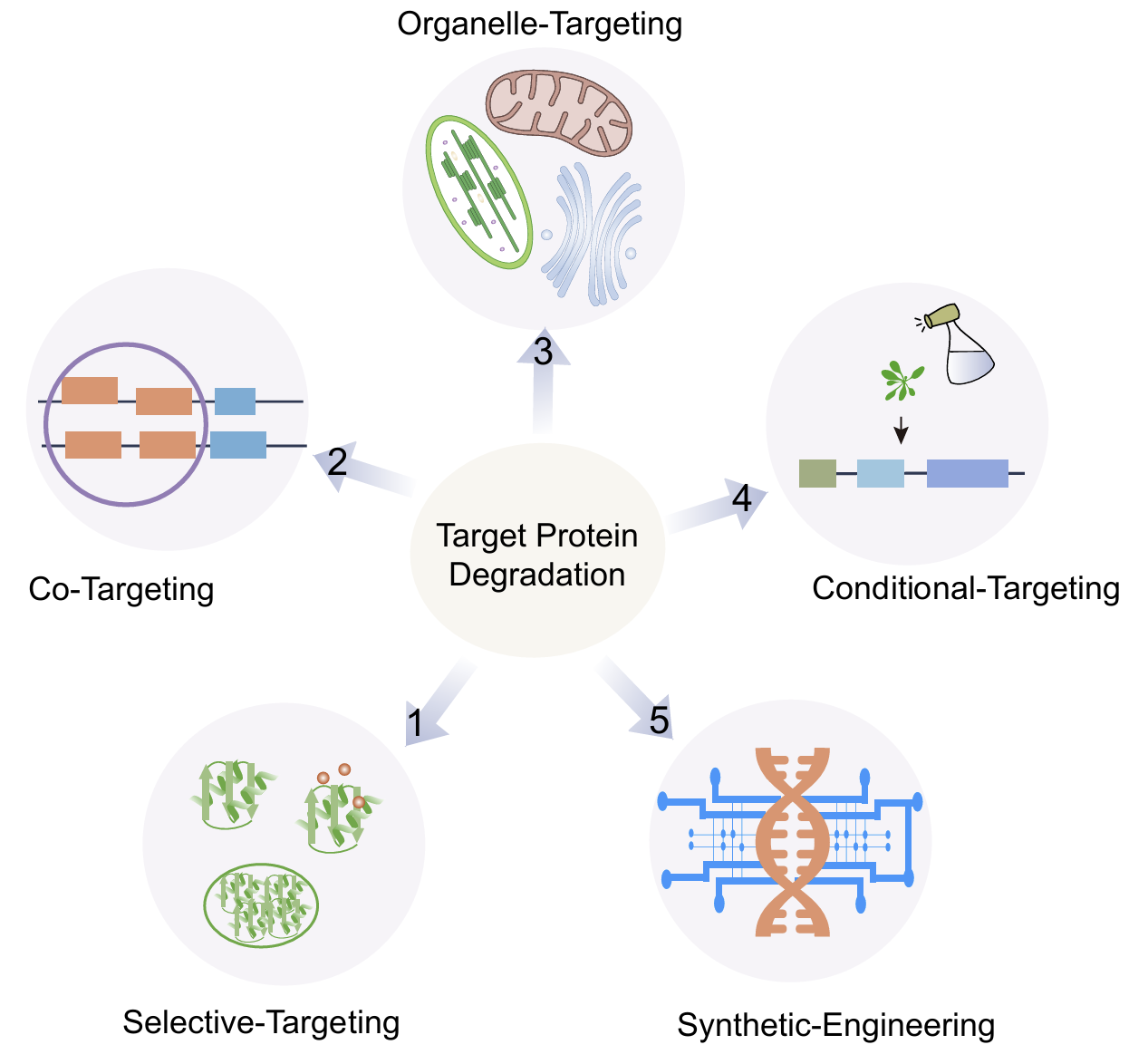 Molecular Plant | Targeted protein degradation and protein-condensate degradation for plant science and crop breeding
