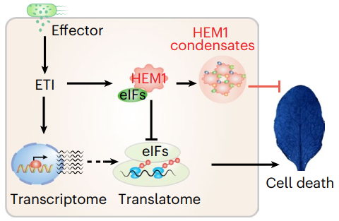 Nature Plants | Plant HEM1 specifies a condensation domain to control immune gene translation