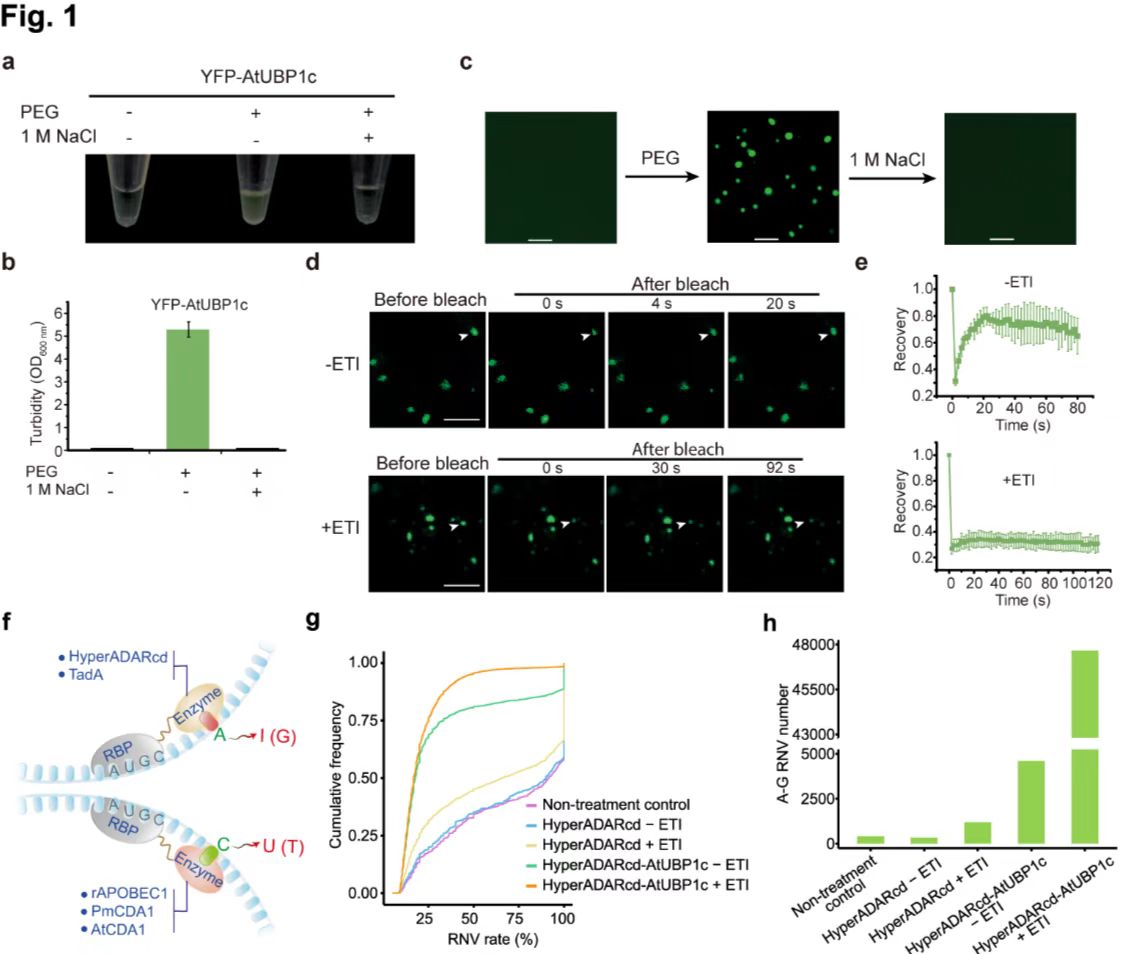 Cell Discovery | Proximity editing to identify RNAs in phase-separated RNA binding protein condensates