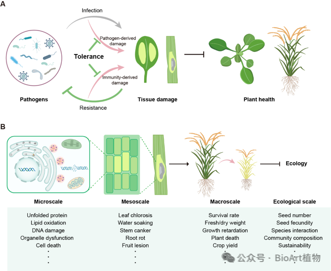 The Plant Cell | Defense strategies for plant health: disease resistance and tolerance