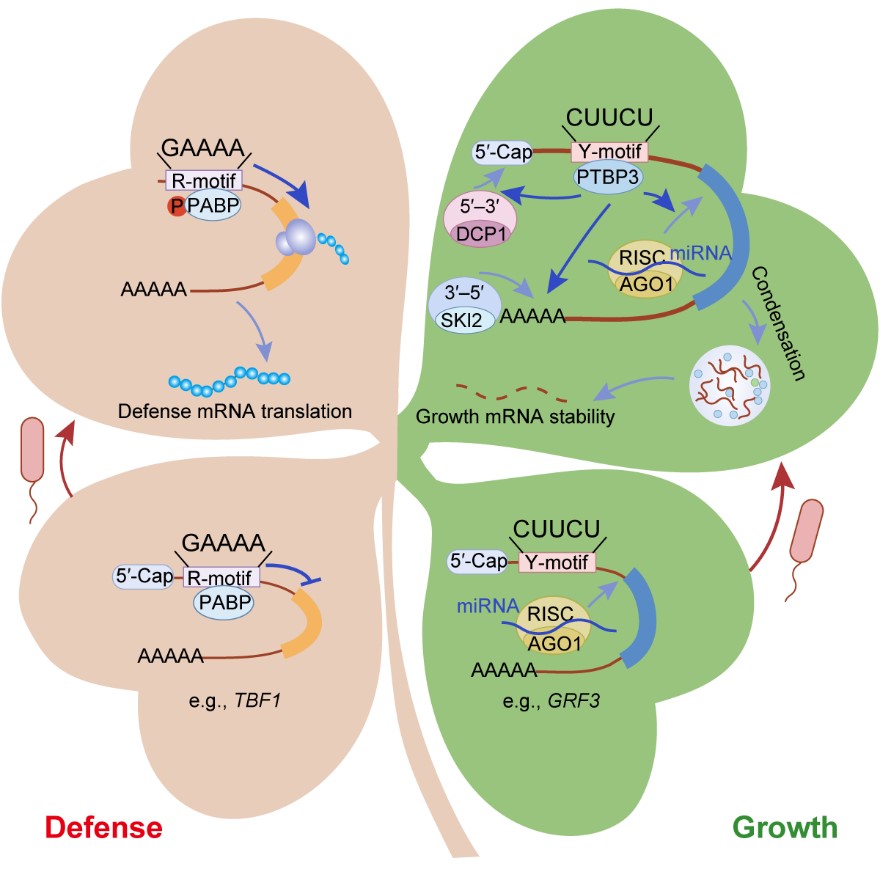 Cell Host & Microbe |  Immune activation reprograms growth mRNA stability to shape plant growth–defense trade-offs
