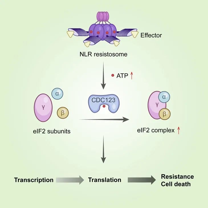 Cell Host & Microbe | Global translational induction during NLR-mediated immunity in plants is dynamically regulated by CDC123, an ATP-sensitive protein