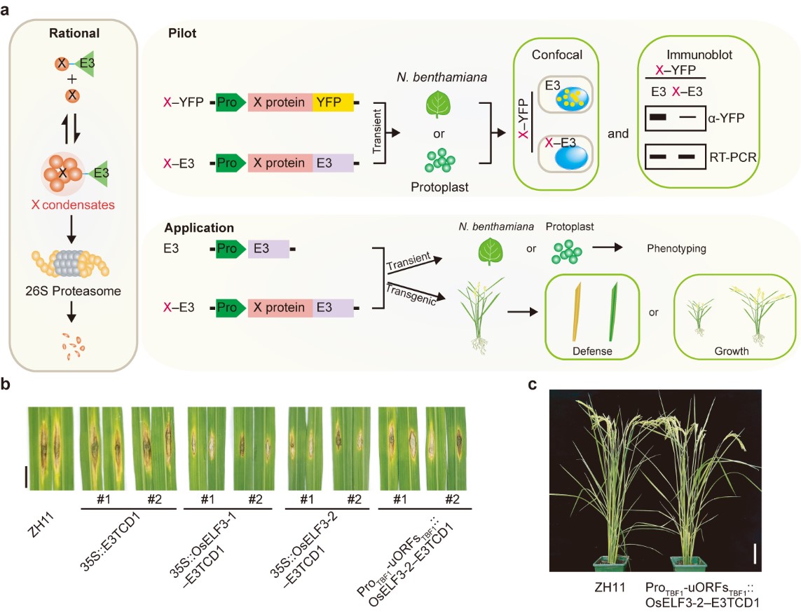 Nature Communications | Genetically-encoded targeted protein degradation technology to remove endogenous condensation-prone proteins and improve crop performance