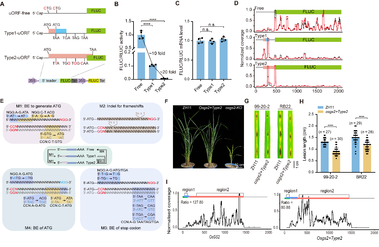 Science China Life Sciences | Engineering disease-resistant plants with alternative translation efficiency by switching uORF types through CRISPR